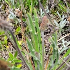 Plantago gaudichaudii at Dry Plain, NSW - 19 Nov 2022 01:28 PM