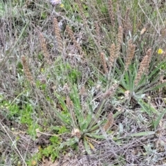 Plantago gaudichaudii at Dry Plain, NSW - 19 Nov 2022 01:28 PM