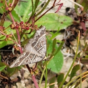 Antasia flavicapitata at Dry Plain, NSW - 19 Nov 2022