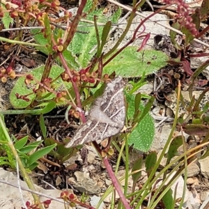 Antasia flavicapitata at Dry Plain, NSW - 19 Nov 2022