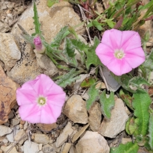 Convolvulus angustissimus subsp. angustissimus at Dry Plain, NSW - 19 Nov 2022 01:19 PM