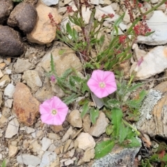 Convolvulus angustissimus subsp. angustissimus at Dry Plain, NSW - 19 Nov 2022 01:19 PM