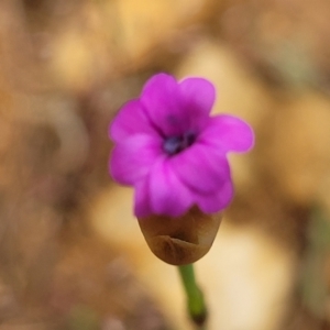 Petrorhagia sp. at Dry Plain, NSW - 19 Nov 2022