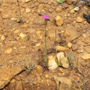 Petrorhagia sp. at Dry Plain, NSW - 19 Nov 2022