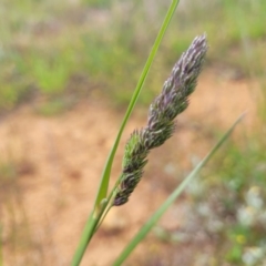 Dactylis glomerata (Cocksfoot) at Dry Plain, NSW - 19 Nov 2022 by trevorpreston