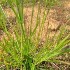 Dactylis glomerata at Dry Plain, NSW - 19 Nov 2022