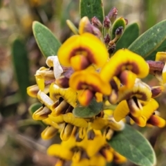 Daviesia mimosoides subsp. mimosoides at Dry Plain, NSW - 19 Nov 2022 by trevorpreston