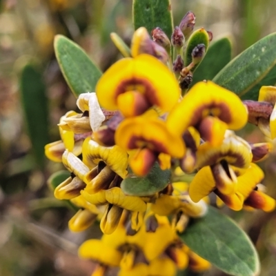 Daviesia mimosoides subsp. mimosoides at Dry Plain, NSW - 19 Nov 2022 by trevorpreston