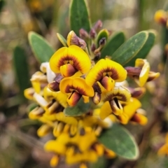 Daviesia mimosoides subsp. mimosoides at Dry Plain, NSW - 19 Nov 2022 12:51 PM