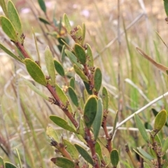 Daviesia mimosoides subsp. mimosoides at Dry Plain, NSW - 19 Nov 2022 12:51 PM