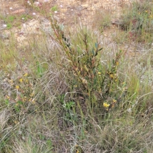 Daviesia mimosoides subsp. mimosoides at Dry Plain, NSW - 19 Nov 2022