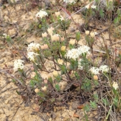 Pimelea glauca (Smooth Rice Flower) at Dry Plain, NSW - 19 Nov 2022 by trevorpreston