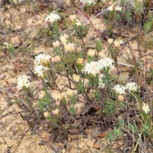 Pimelea glauca at Dry Plain, NSW - 19 Nov 2022