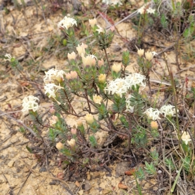 Pimelea glauca (Smooth Rice Flower) at Dry Plain, NSW - 19 Nov 2022 by trevorpreston