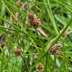 Luzula ovata at Dry Plain, NSW - 19 Nov 2022 12:46 PM