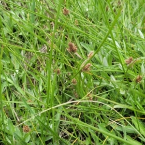 Luzula ovata at Dry Plain, NSW - 19 Nov 2022 12:46 PM