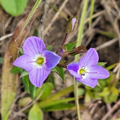 Veronica gracilis (Slender Speedwell) at Dry Plain, NSW - 19 Nov 2022 by trevorpreston