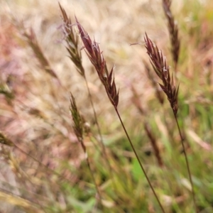 Anthoxanthum odoratum at Dry Plain, NSW - 19 Nov 2022