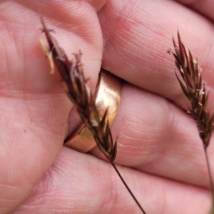 Anthoxanthum odoratum at Dry Plain, NSW - 19 Nov 2022