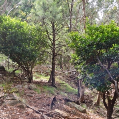 Arbutus unedo (Strawberry Tree) at Isaacs Ridge - 18 Nov 2022 by Mike