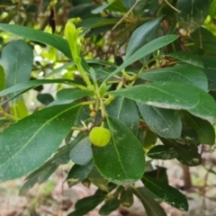 Arbutus unedo at Isaacs, ACT - 19 Nov 2022