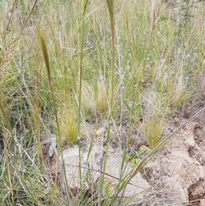 Austrostipa densiflora (Foxtail Speargrass) at Calwell, ACT - 19 Nov 2022 by VeraKurz