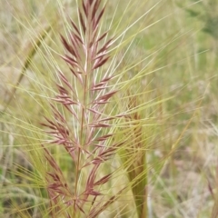 Austrostipa densiflora at Calwell, ACT - 19 Nov 2022