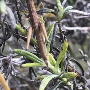 Keyacris scurra at Yaouk, NSW - 19 Nov 2022