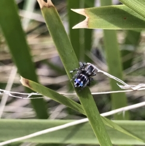 Maratus harrisi at Mount Clear, ACT - suppressed