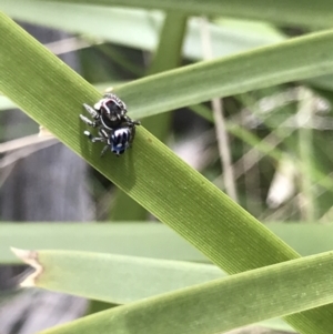 Maratus harrisi at Mount Clear, ACT - suppressed