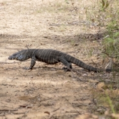 Varanus varius (Lace Monitor) at Penrose, NSW - 19 Nov 2022 by Aussiegall