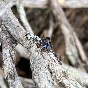 Maratus harrisi at Yaouk, NSW - 19 Nov 2022