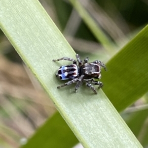 Maratus harrisi at Yaouk, NSW - 19 Nov 2022