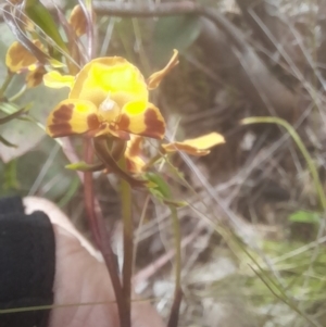 Diuris semilunulata at Rendezvous Creek, ACT - 19 Nov 2022