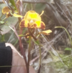 Diuris semilunulata at Rendezvous Creek, ACT - 19 Nov 2022