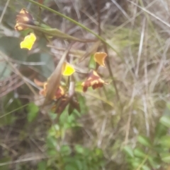 Diuris semilunulata at Rendezvous Creek, ACT - 19 Nov 2022