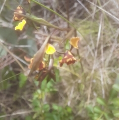 Diuris semilunulata at Rendezvous Creek, ACT - 19 Nov 2022