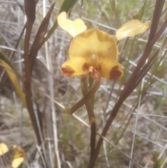 Diuris semilunulata at Rendezvous Creek, ACT - suppressed