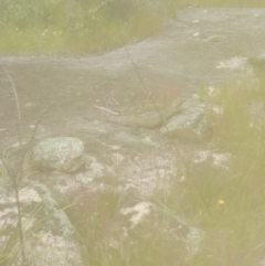 Varanus rosenbergi (Heath or Rosenberg's Monitor) at Rendezvous Creek, ACT - 19 Nov 2022 by VanceLawrence