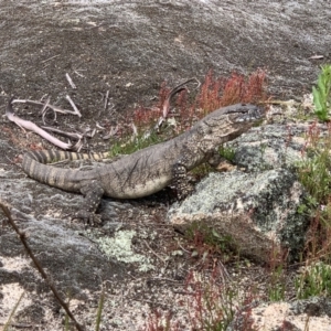 Varanus rosenbergi at Rendezvous Creek, ACT - 19 Nov 2022