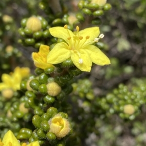 Asterolasia trymalioides at Mount Clear, ACT - 19 Nov 2022 01:44 PM