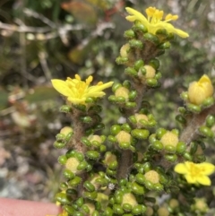 Asterolasia trymalioides at Mount Clear, ACT - 19 Nov 2022 01:44 PM