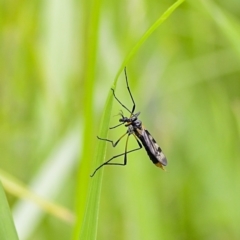 Gynoplistia (Gynoplistia) bella (A crane fly) at Higgins, ACT - 19 Nov 2022 by Trevor