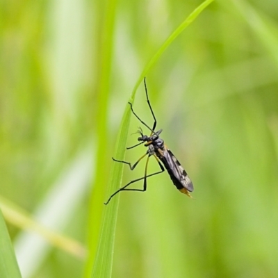 Gynoplistia (Gynoplistia) bella (A crane fly) at Higgins, ACT - 19 Nov 2022 by Trevor