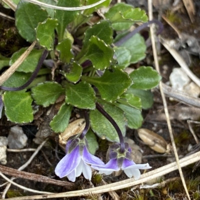 Viola improcera (Dwarf Violet) at Yaouk, NSW - 19 Nov 2022 by NedJohnston