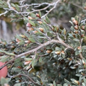 Gaudium namadgiense at Mount Clear, ACT - 19 Nov 2022