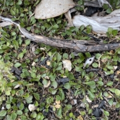 Viola improcera (Dwarf Violet) at Mount Clear, ACT - 19 Nov 2022 by NedJohnston