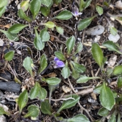 Viola improcera at Mount Clear, ACT - 19 Nov 2022