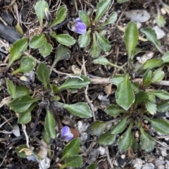 Viola improcera at Mount Clear, ACT - 19 Nov 2022