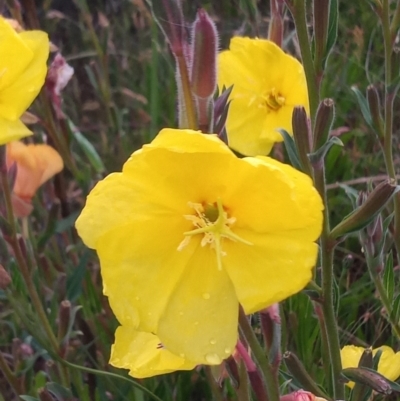 Oenothera stricta subsp. stricta (Common Evening Primrose) at Barneys Hill/Mt Stranger - 19 Nov 2022 by MichaelBedingfield